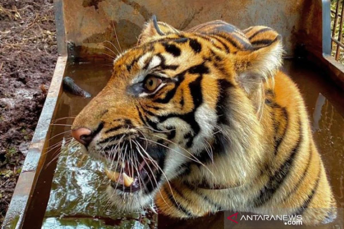 BBKSDA Riau relokasi harimau sumatra dari Teluk Lanus ke Pekanbaru