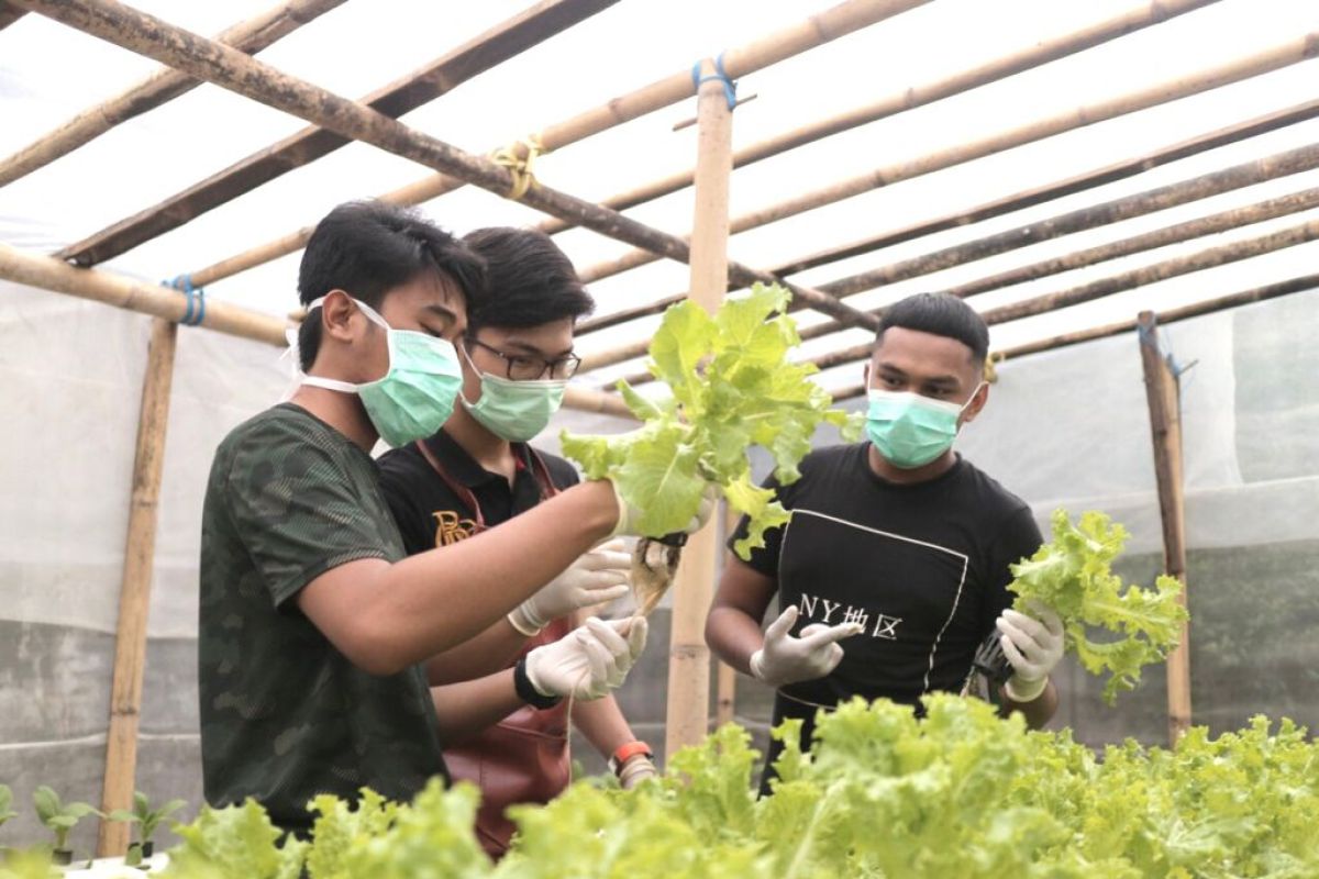 Sejumlah milenial Makassar buka usaha hidroponik hadapi pandemi COVID-19