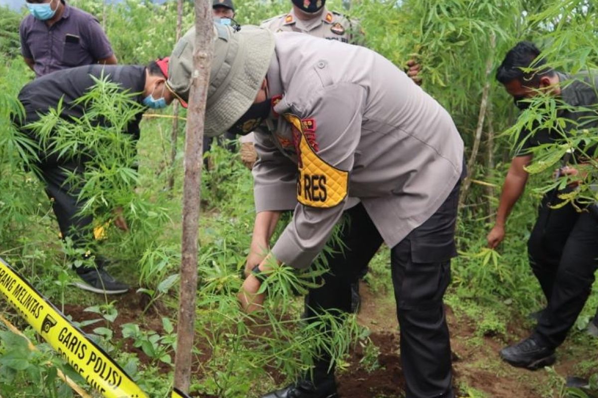 Polisi amankan 200 batang pohon  ganja di Dairi