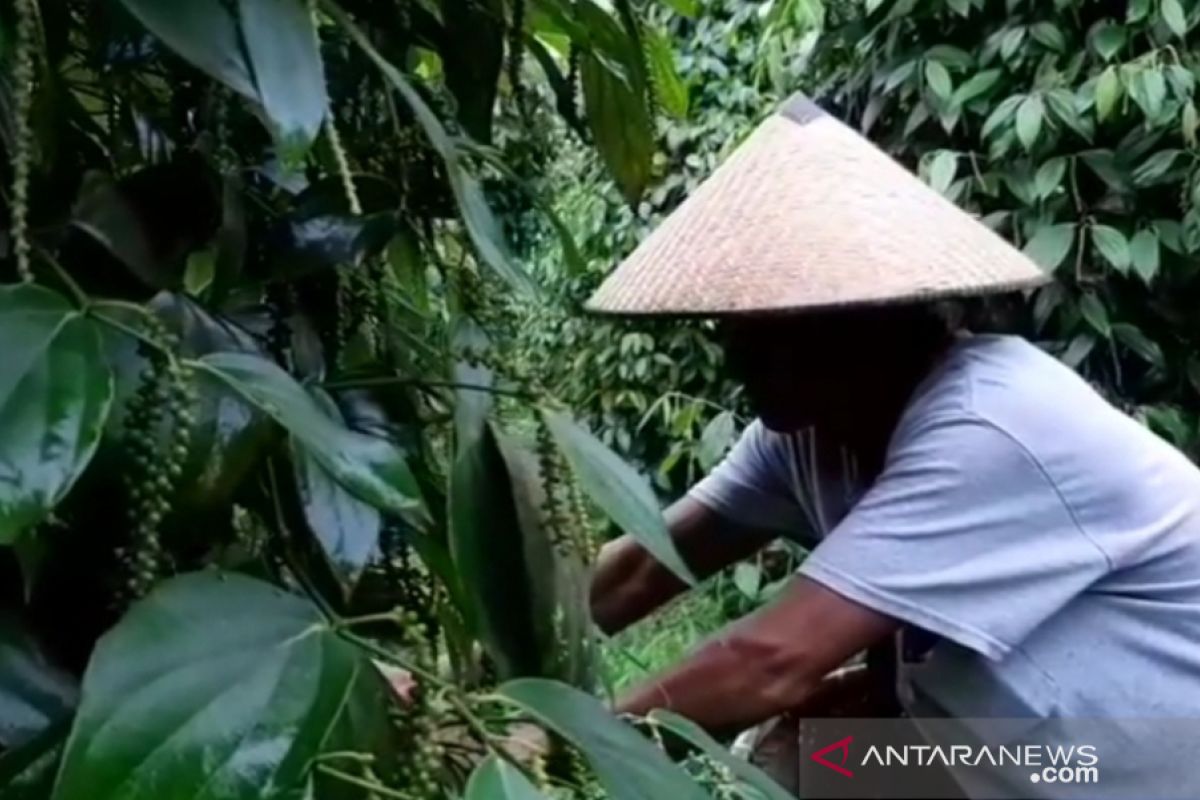 Petani semangat, harga lada putih di Kalbar naik hampir 100 persen