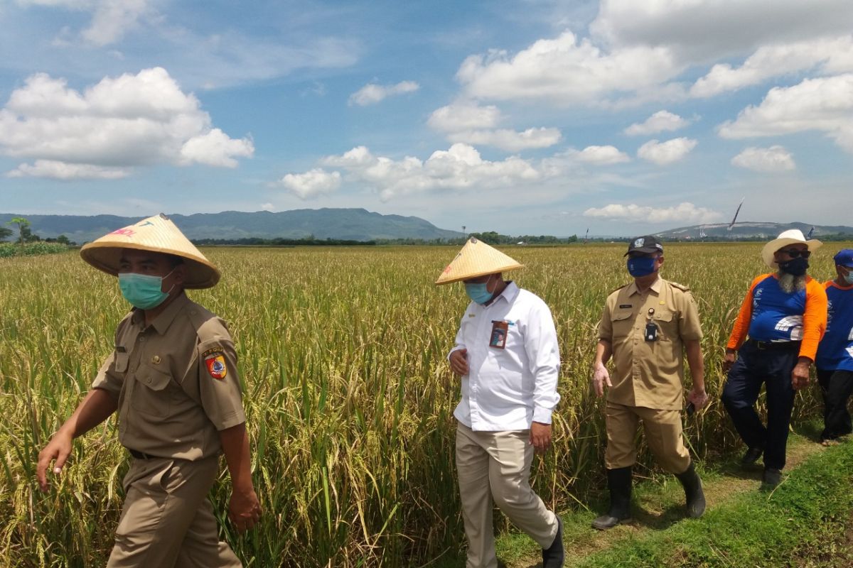 Menilik peran Bulog Jember menjaga ketersediaan pangan selama pandemi