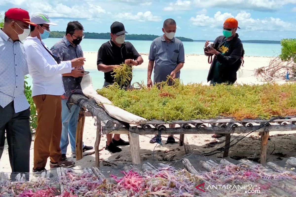 Bupati Malra minta dukungan Gubernur Maluku untuk industri rumput laut, gairahkan perekonomian