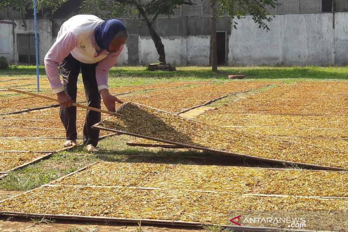 Bupati Temanggung minta pabrik rokok serap seluruh tembakau petani