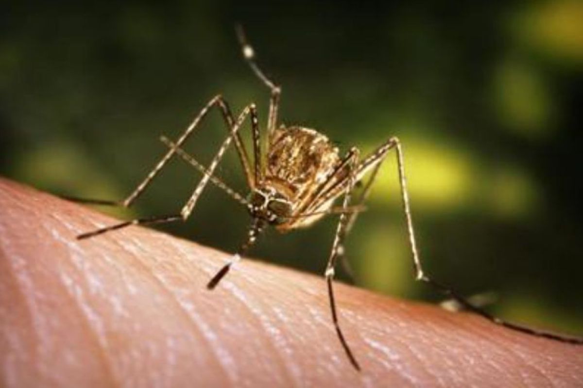 Rusia  peringatkan potensi kenaikan kasus virus West Nile