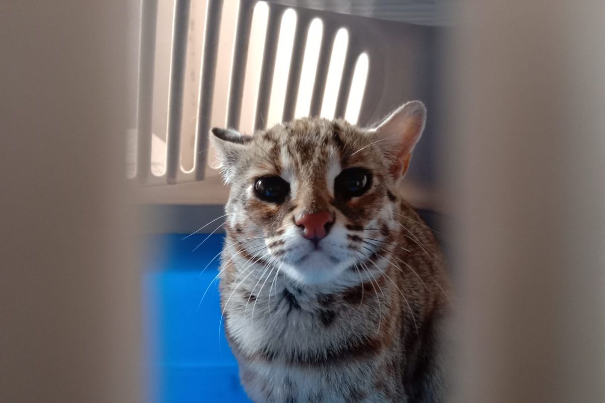 Warga Tulungagung serahkan kucing hutan ke BKSDA Kediri