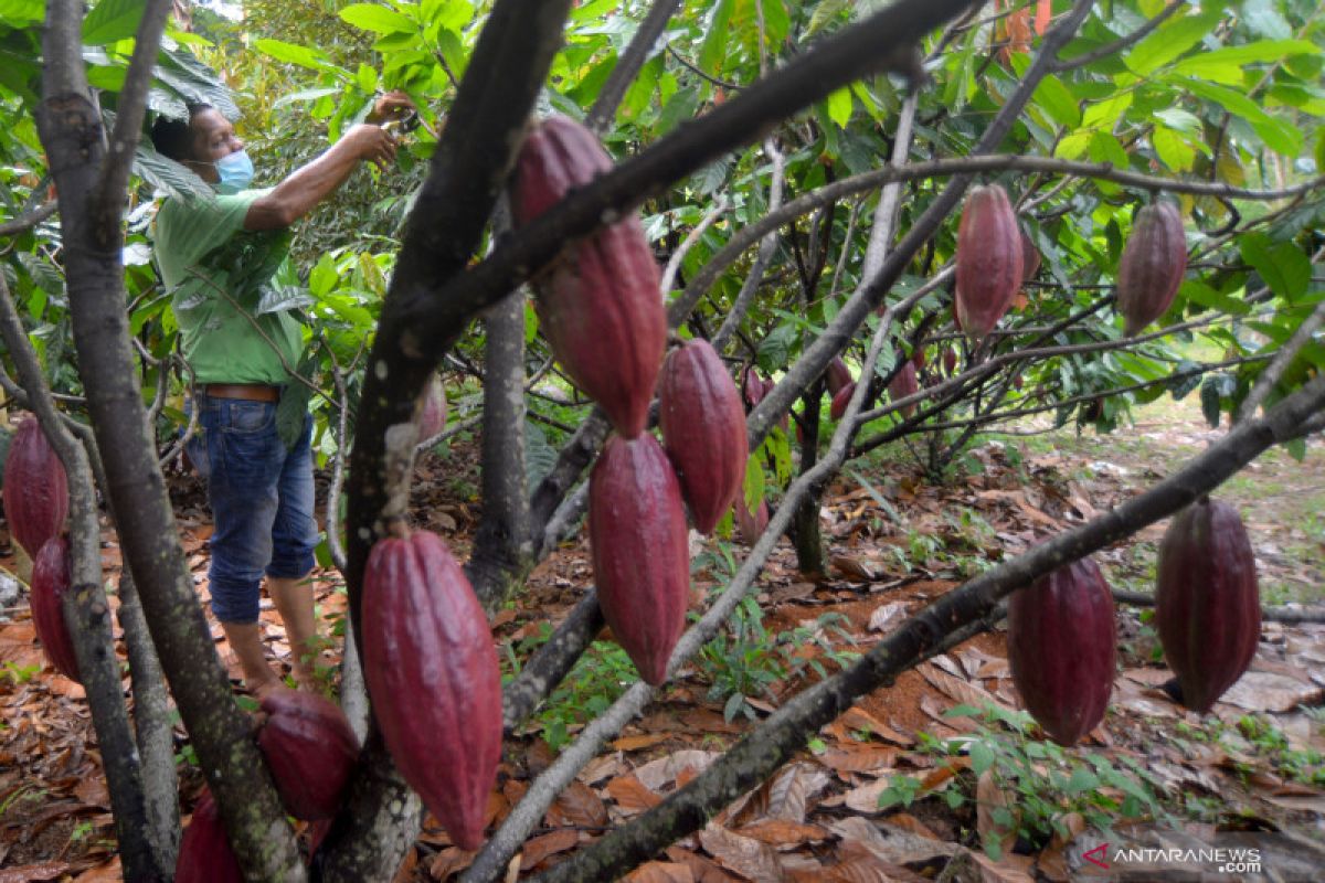AS umumkan inisiatif Rp103 miliar mendukung industri kakao berkelanjutan