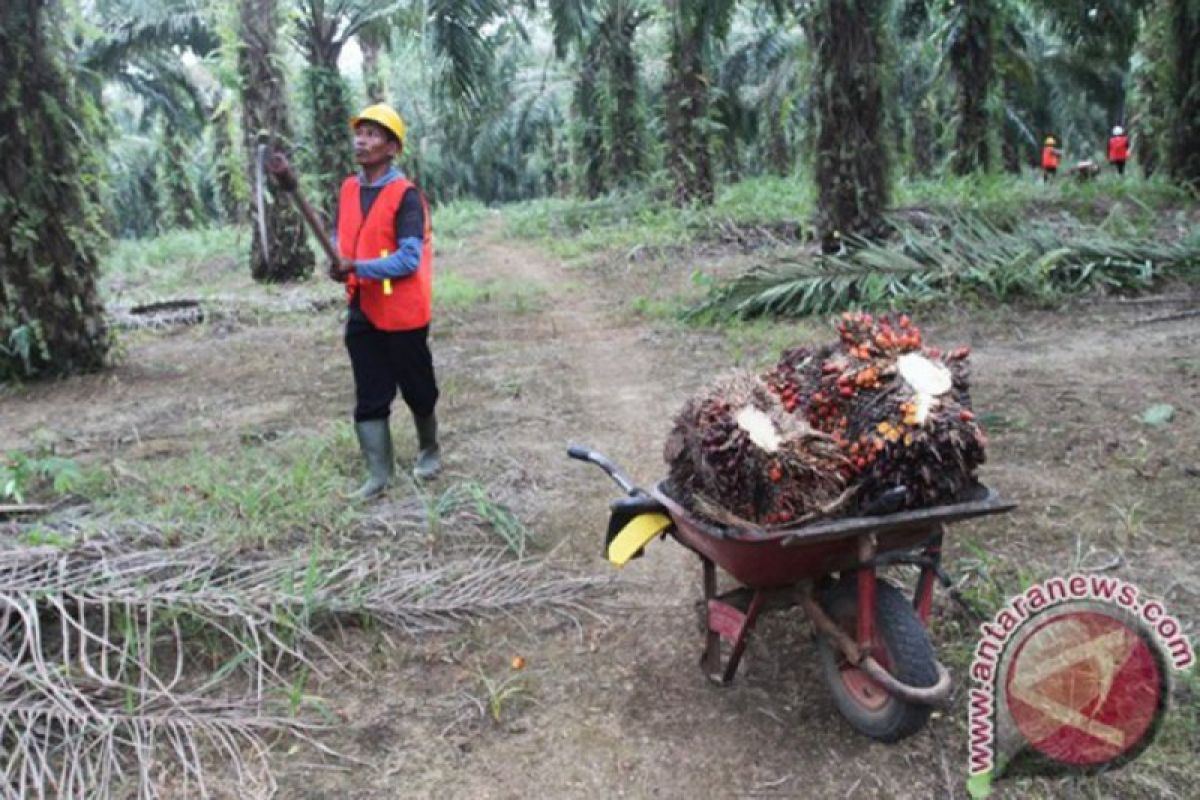 Para petani sawit di PTPN VIII tak terdampak pandemi