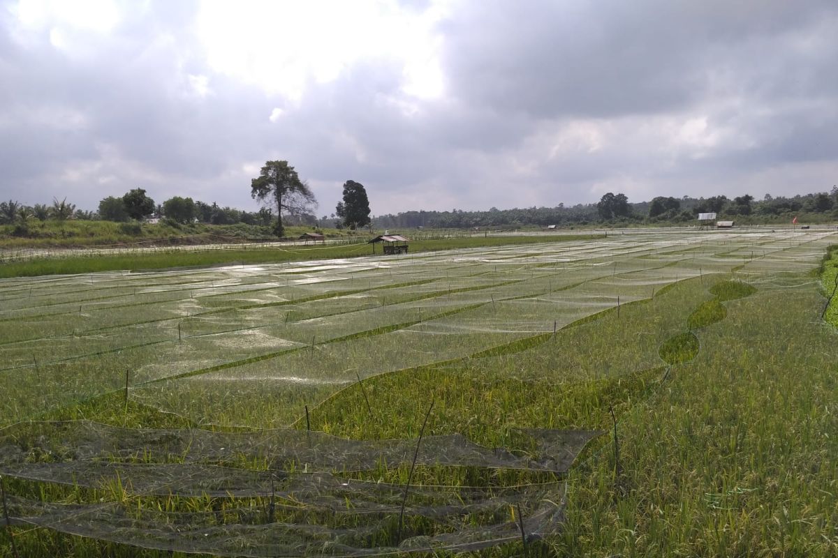 Pemkab Batanghari perbaiki sektor hulu pertanian untuk tingkatkan produksi