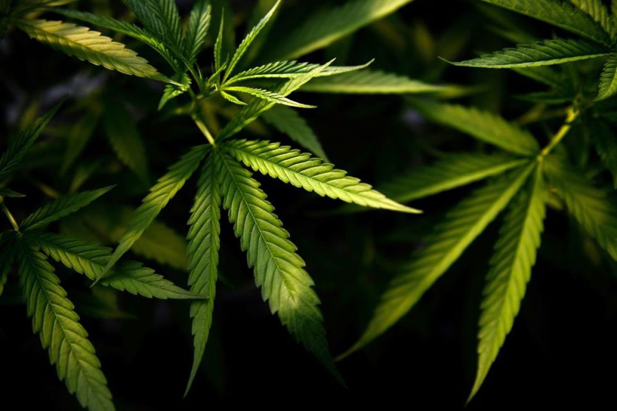 Kongres di Panama legalkan ganja untuk kepentingan medis