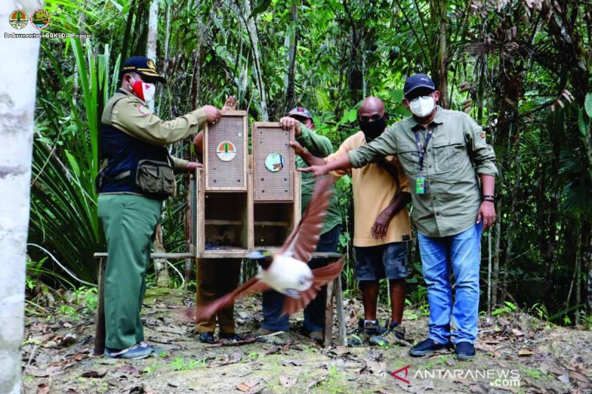 BBKSDA Papua kembalikan 12 satwa ke habitatnya