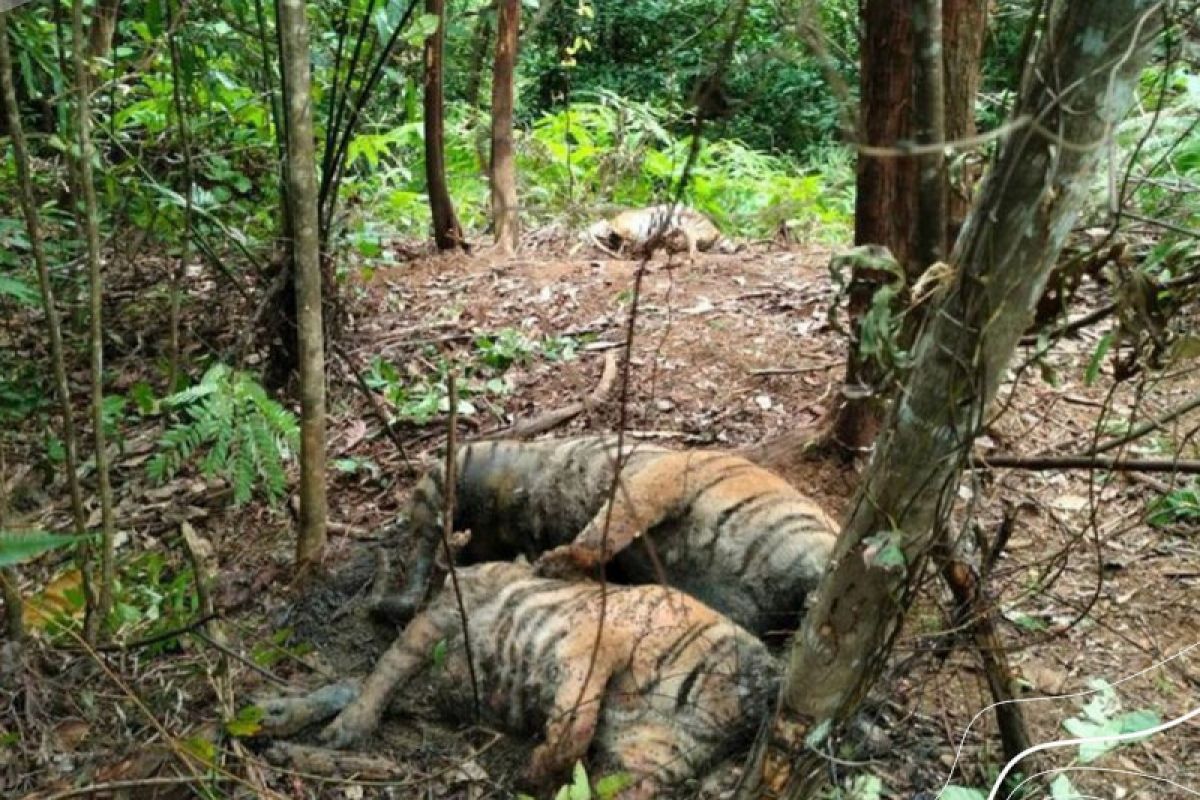 Matinya harimau kepiluan nan tak kunjung usai