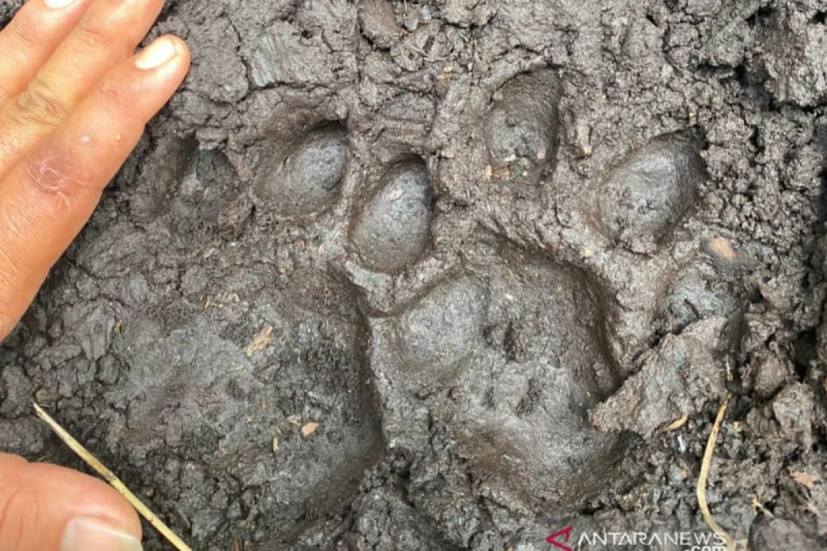 Aparat gabungan temukan jejak harimau dan kepala korban