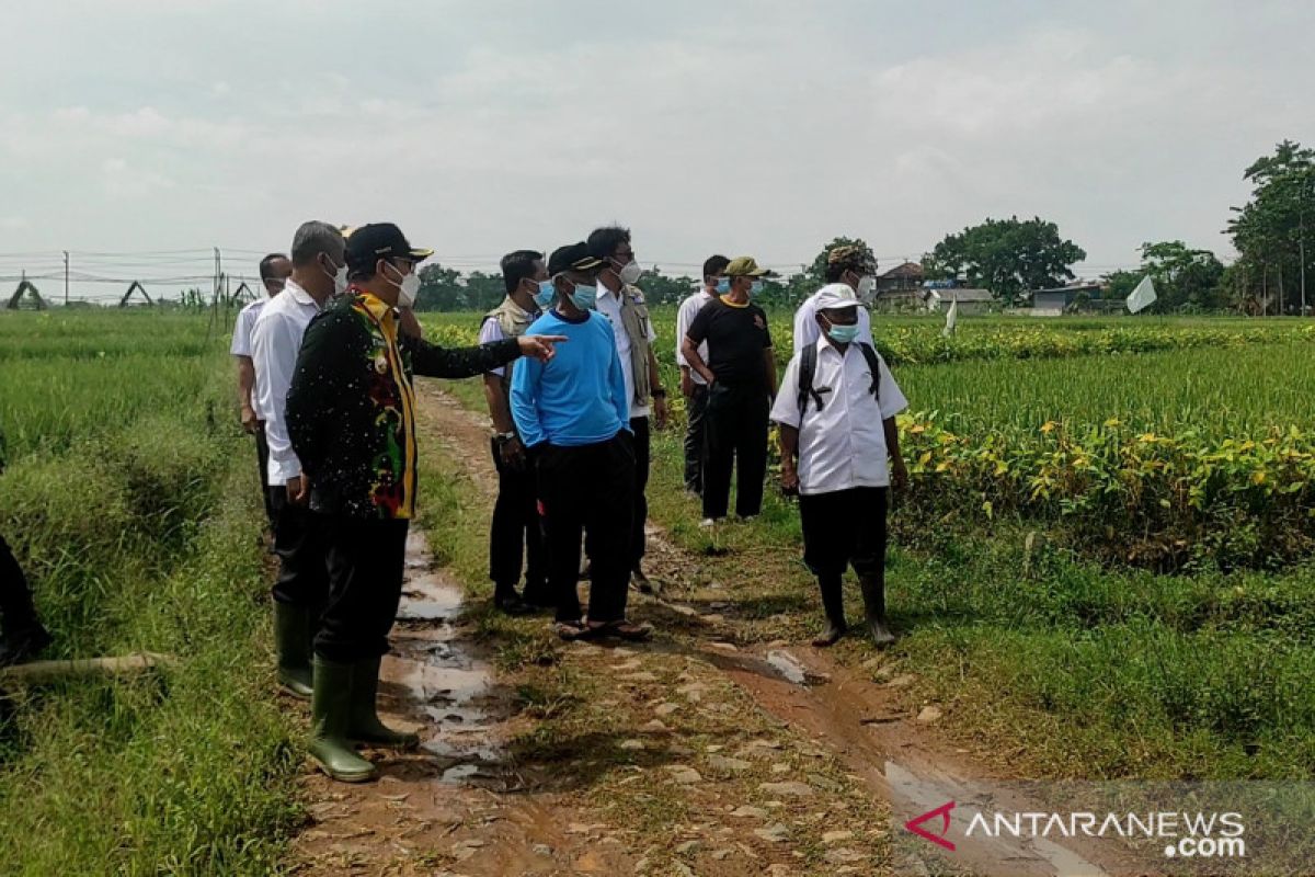 Wali Kota dan Wakil Wali Kota Metro tinjau sawah yang kekurangan air di Tejoagung