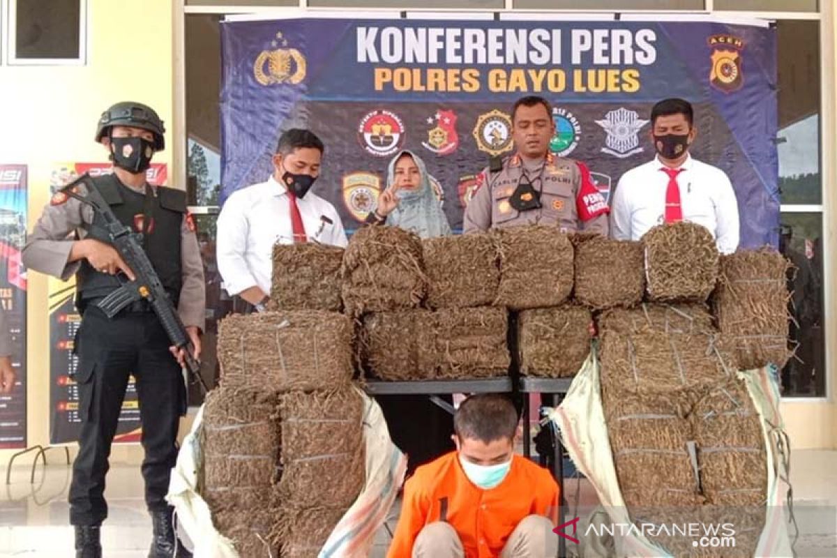 Polres Gayo Lues gagalkan peredaran 110 kilogram ganja