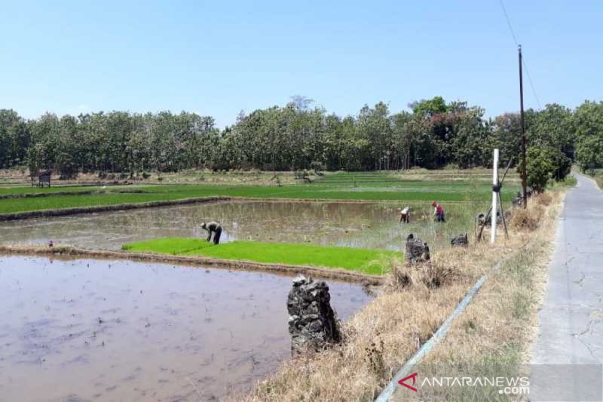 Dispertankan Sukoharjo optimistis produksi gabah 362.000 ton gabah kering giling