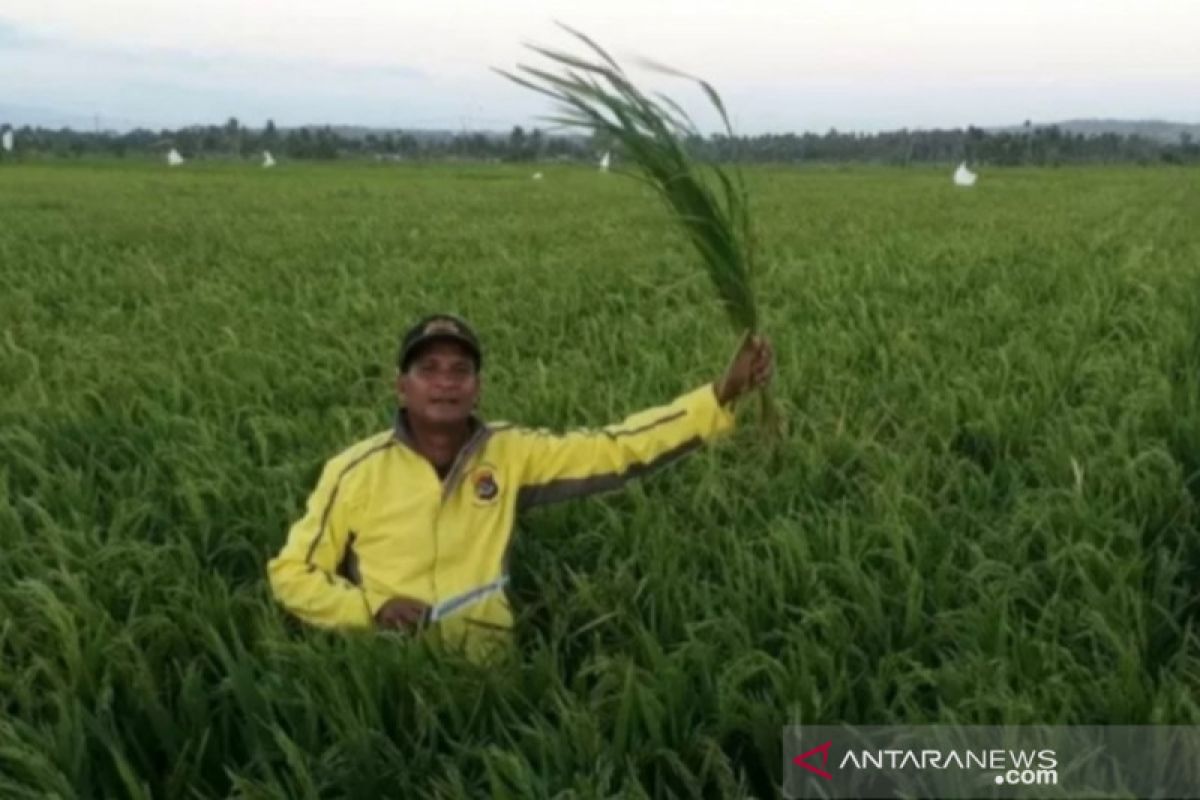 Beras petani belum terserap Bulog NTT