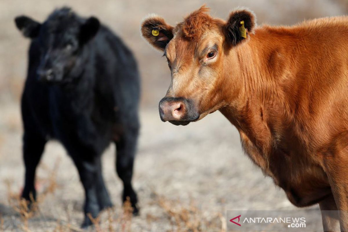 Brazil selidiki kasus penyakit sapi gila