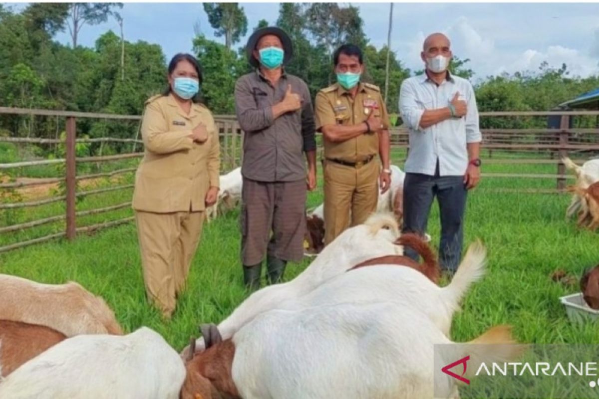 Gubernur Kaltara Apresiasi Pengembangbiakan Kambing Boer