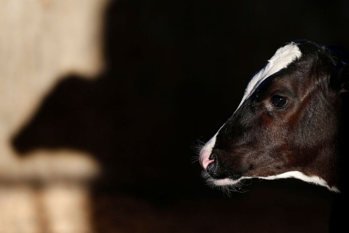 Daerah ini selidiki kasus penyakit sapi gila