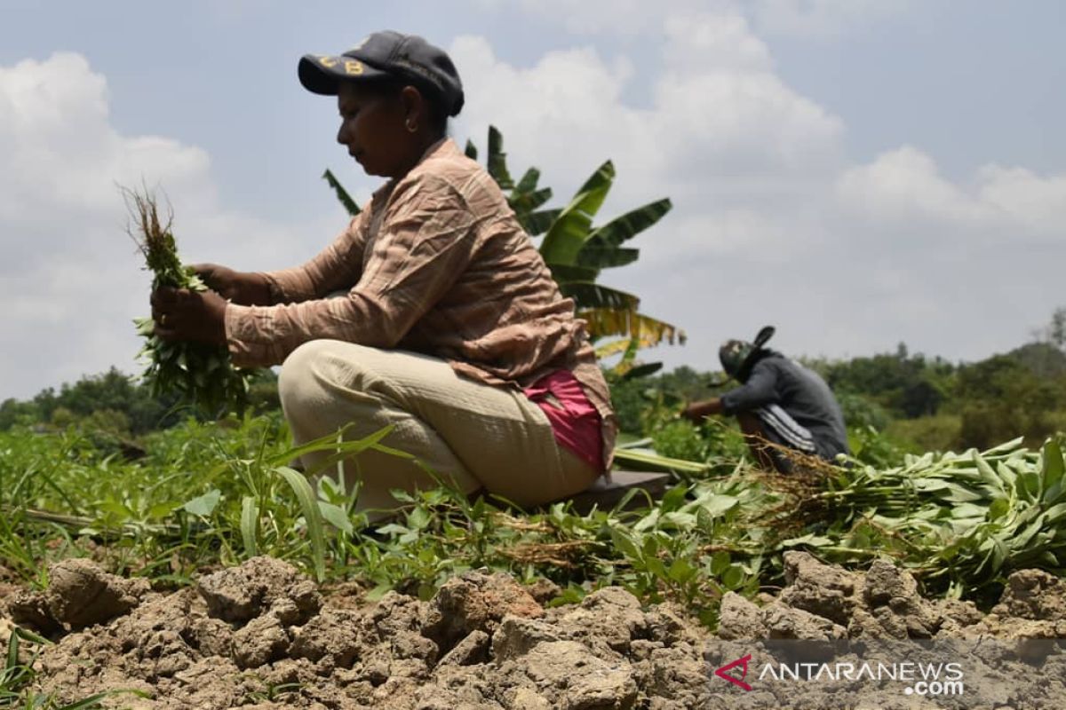 Sertifikasi 400 ribu bidang tanah di Sumsel ditargetkan rampung 2025