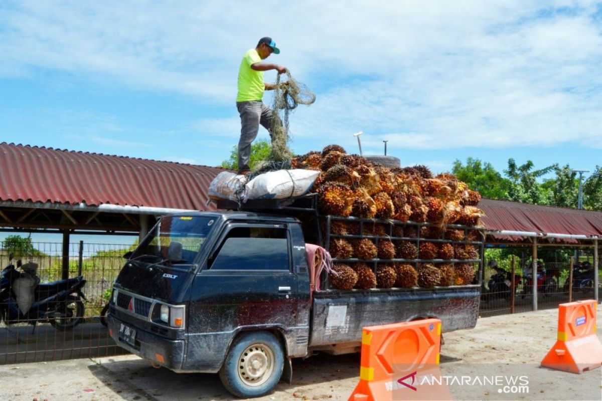 Harga sawit Riau kembali pecah rekor tertinggi menjadi Rp3.621,84/kg