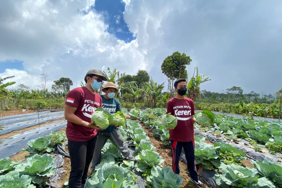 Petani Muda Keren Desa Gobleg berbagi inspirasi dengan Tim IPDMIP