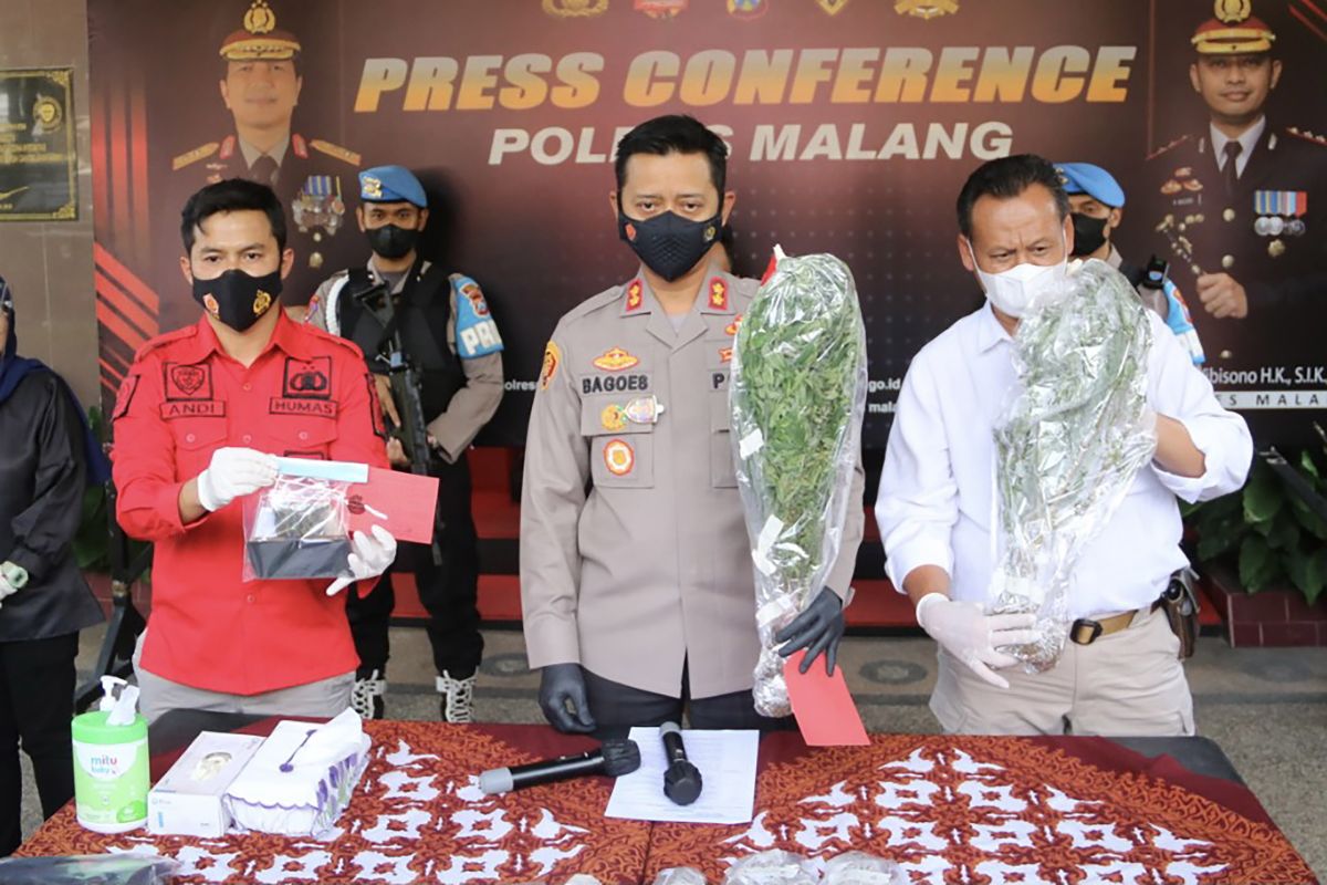 Polisi tangkap pemilik 56 batang tanaman ganja di Malang