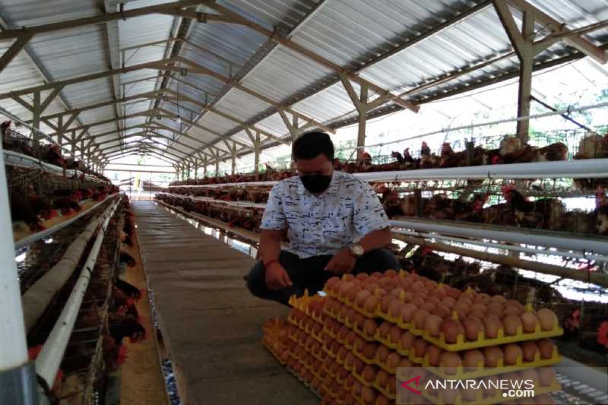 Harga pakan naik, peternak ayam di Boyolali terancam gulung tikar