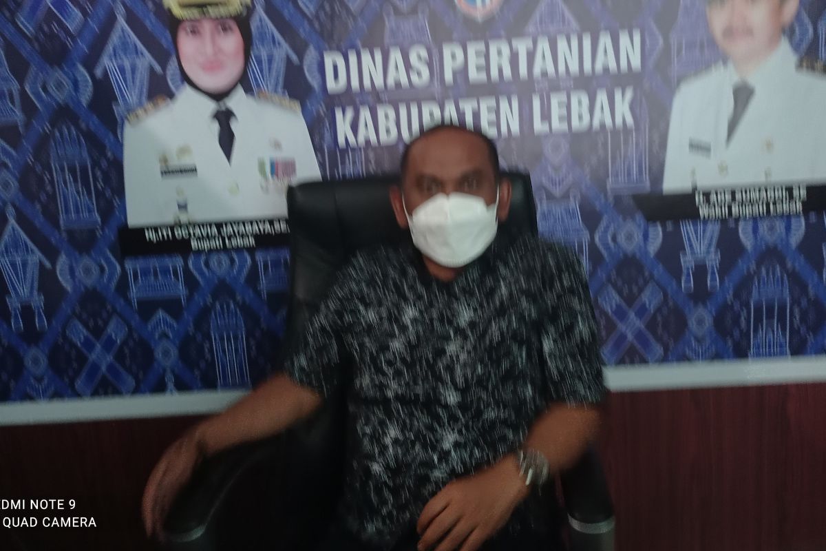 Pemkab Lebak bangkitkan petani milenial penuhi pangan dan ekonomi