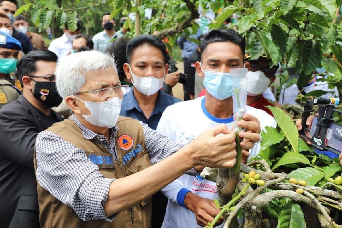 Sumatera Selatan tingkatkan  kualitas kopi melalui gerakan stek batang