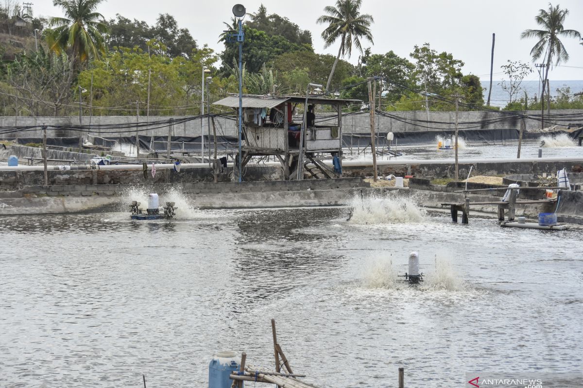 Pengamat: "Shrimp estate" harus perhatikan aspek pengolahan limbah