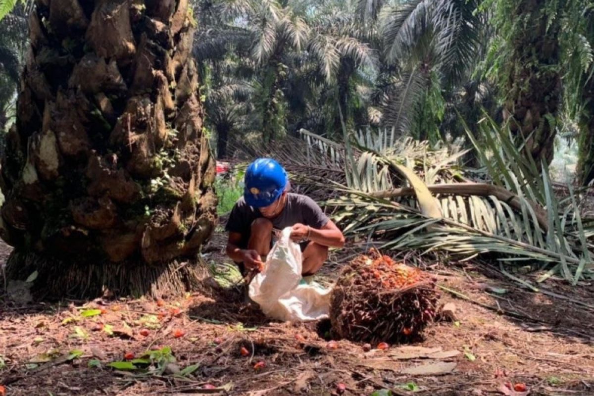 Petani sawit yang 