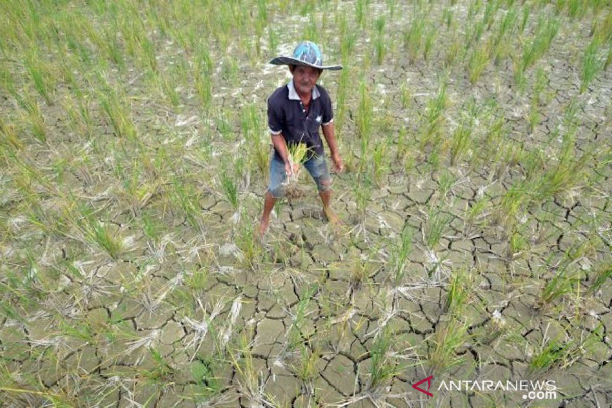 Peristiwa bencana alam pada Agustus dipengaruhi curah hujan dan kekeringan