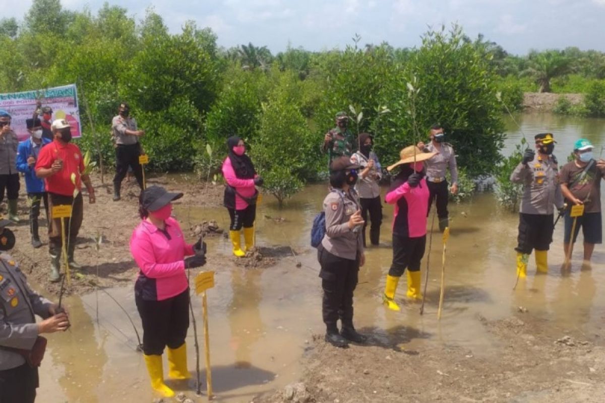 HUT Polwan ke-73 Polres Langkat dan Bhayangkari tanam 5.000 mangrove di Brandan Barat
