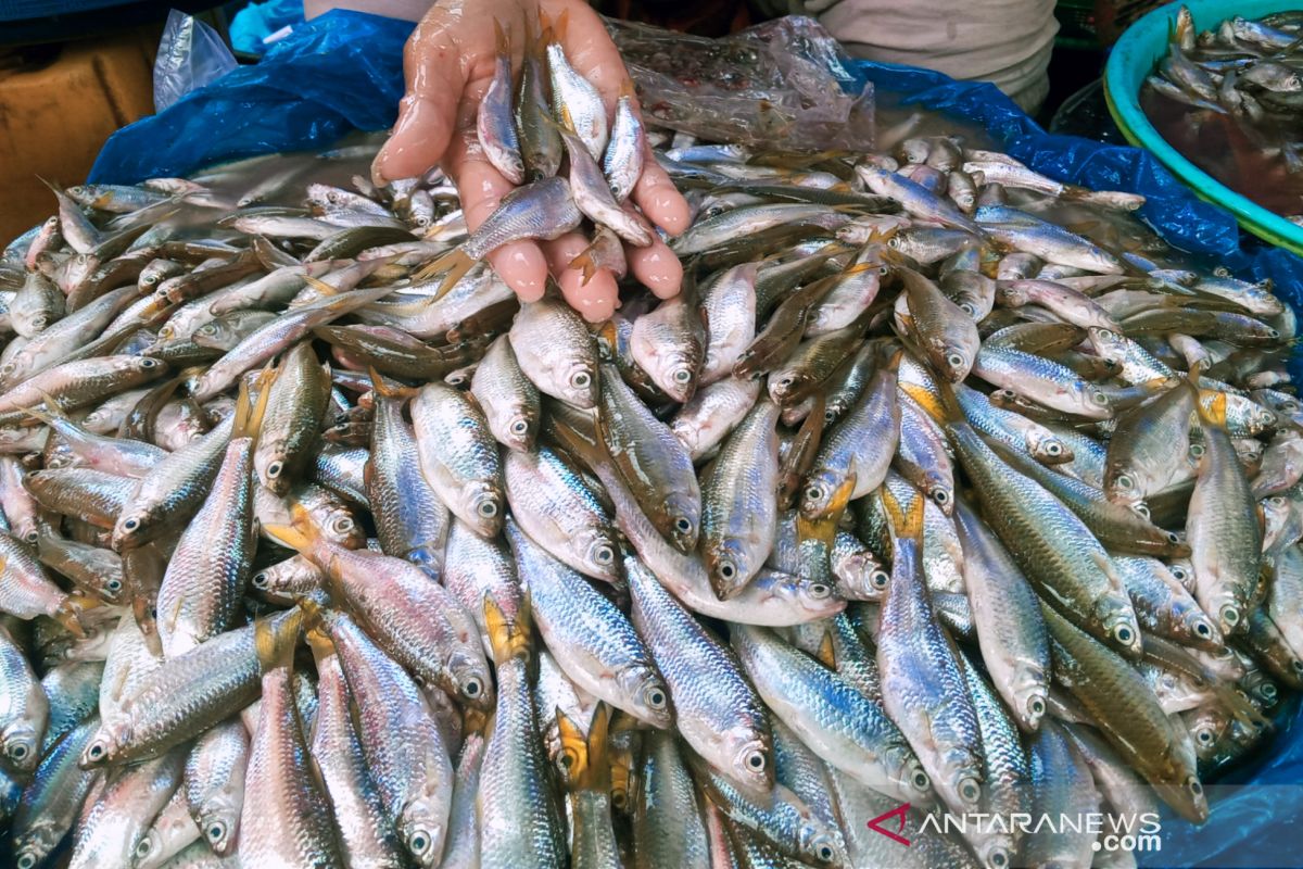 Harga ikan bilih turun di Pasar Raya Solok