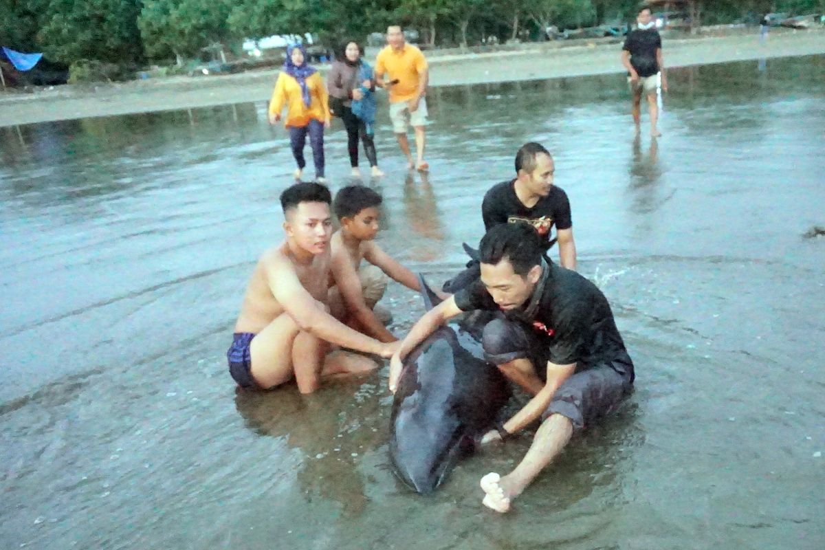 Dua lumba-lumba didorong kembali ke laut Pantai Sidem Tulungagung, satu masih lemah