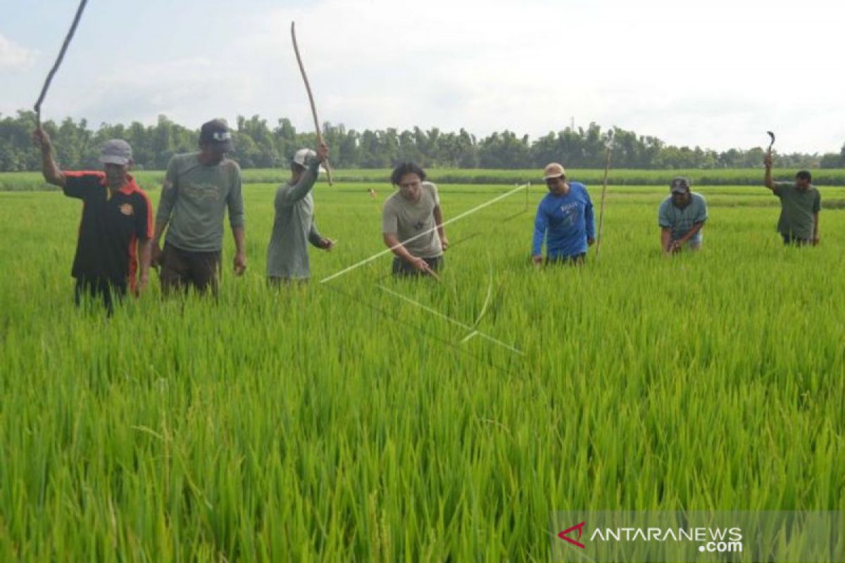 Saatnya membasmi hama tikus dan wereng dengan cara alami