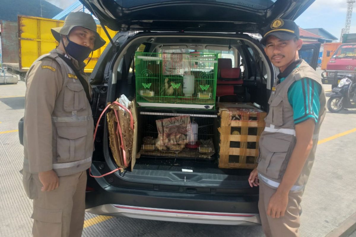 Karantina Pertanian Ternate tahan 49 burung lovebird, tegakkan aturan