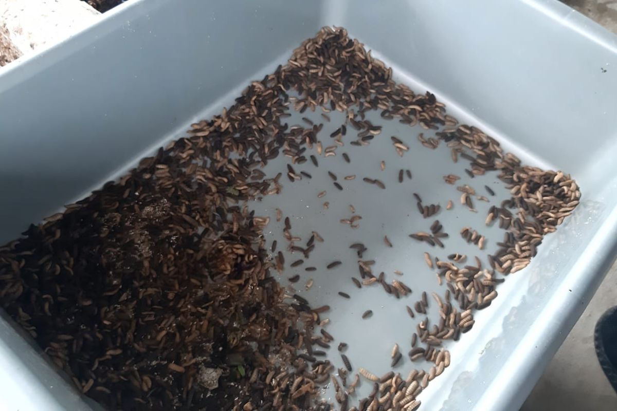 W Jakarta using black fly maggots to process organic waste