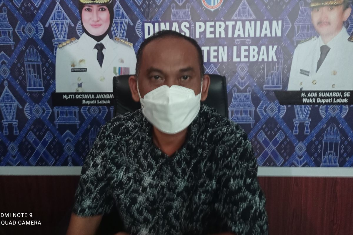 Pemkab Lebak kembangkan pertanian sayuran di  dataran tinggi