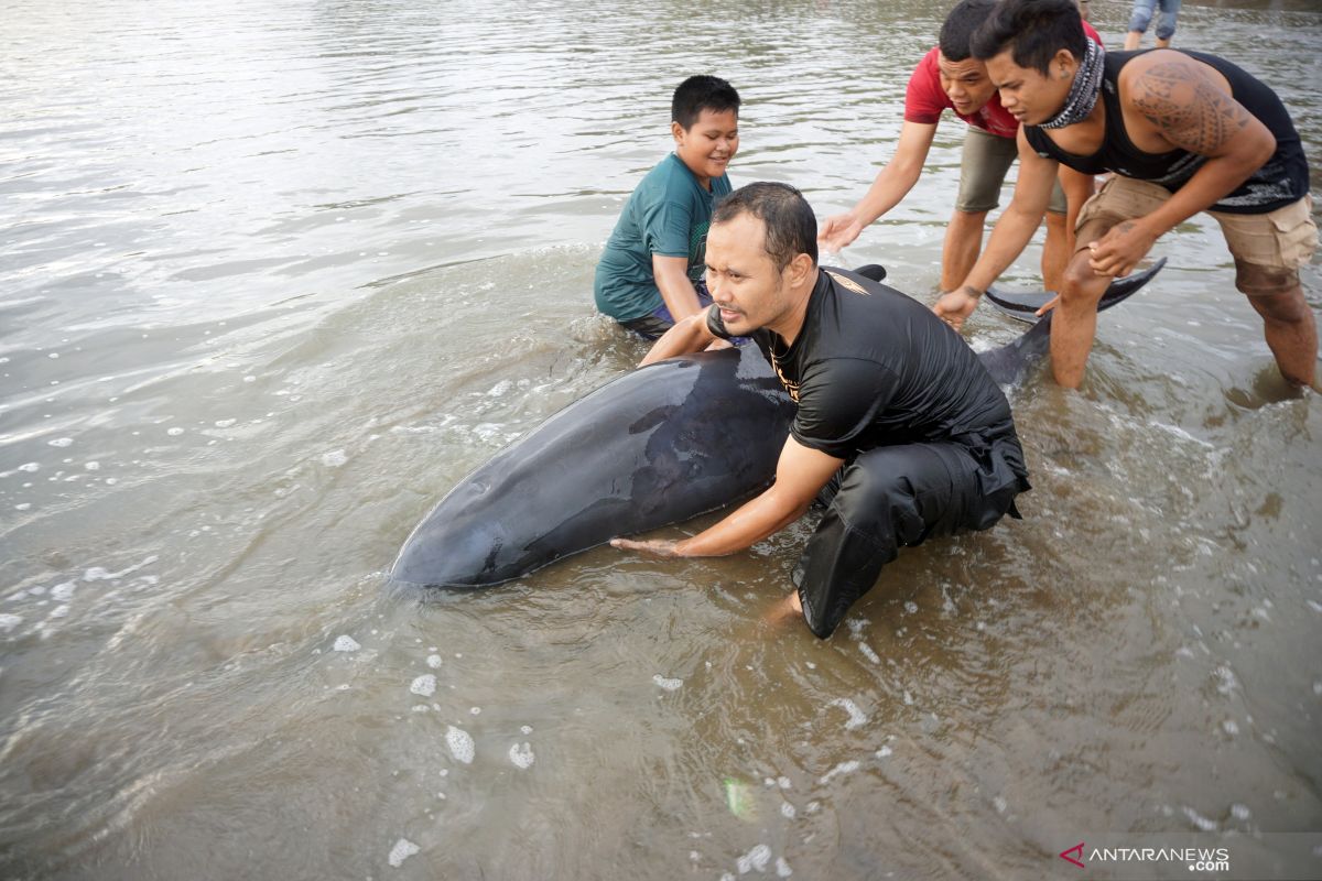BPSPL menduga paus dan lumba-lumba terdampar akibat cuaca buruk