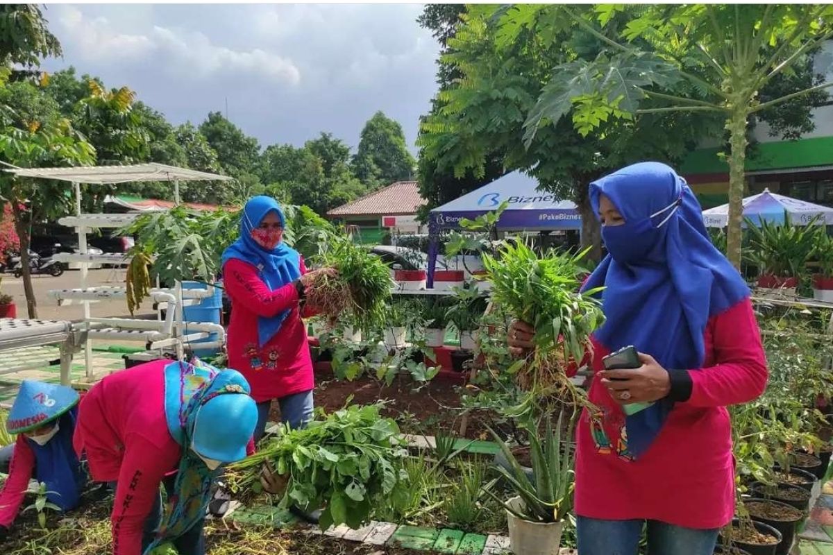 PKK Kelurahan Ciracas panen 15 kg sayur hidroponik