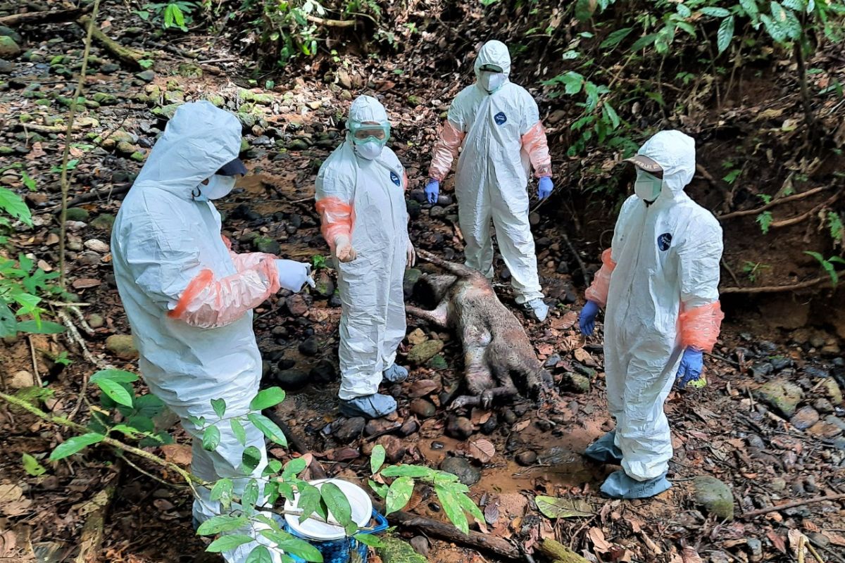 BKSDA sebut belasan babi hutan mati akibat flu babi Afrika