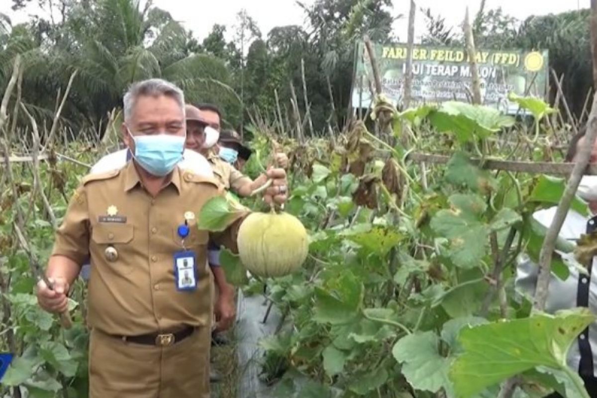 BPP Bintang Ara budidayakan melon varietas grasia