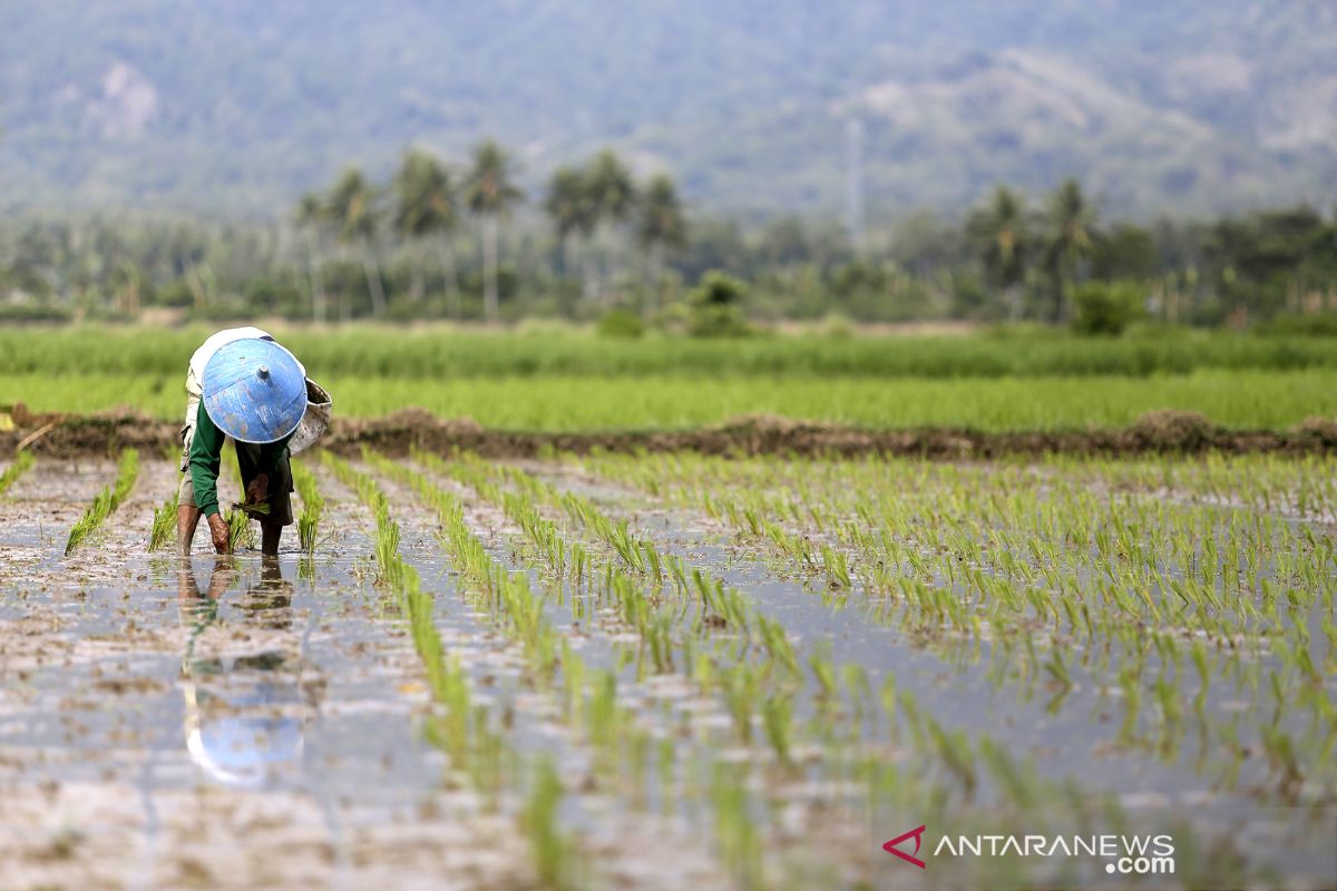 Nilai Tukar Petani Gorontalo bulan Agustus turun 0,19 persen