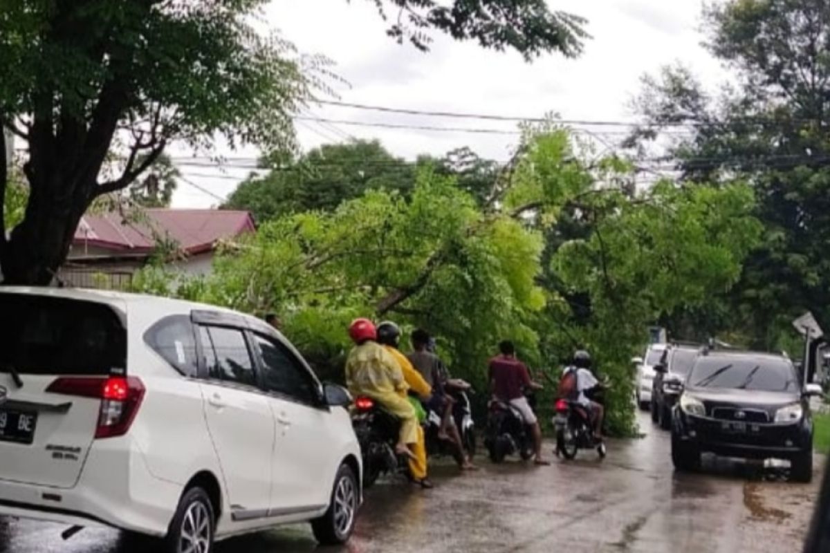 Pohon tumbang, perbatasan Aceh-Sumut macet