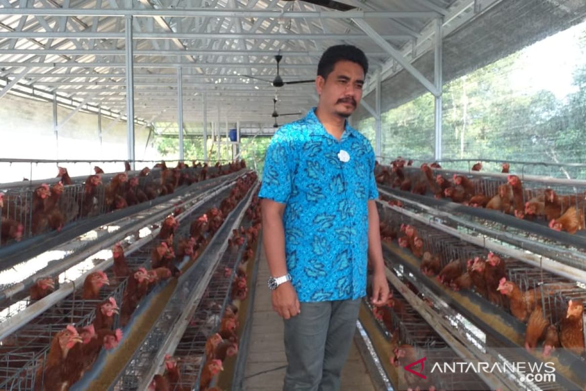 Peternak ayam di Tanjung Pandan keluhkan kenaikan harga pakan ternak