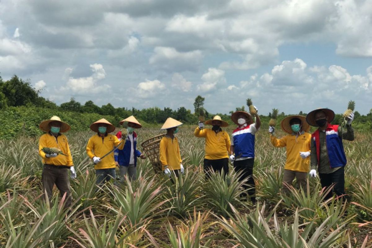 Binaan Pertamina, Kawasan rawan Karhutla jadi lahan pertanian nanas