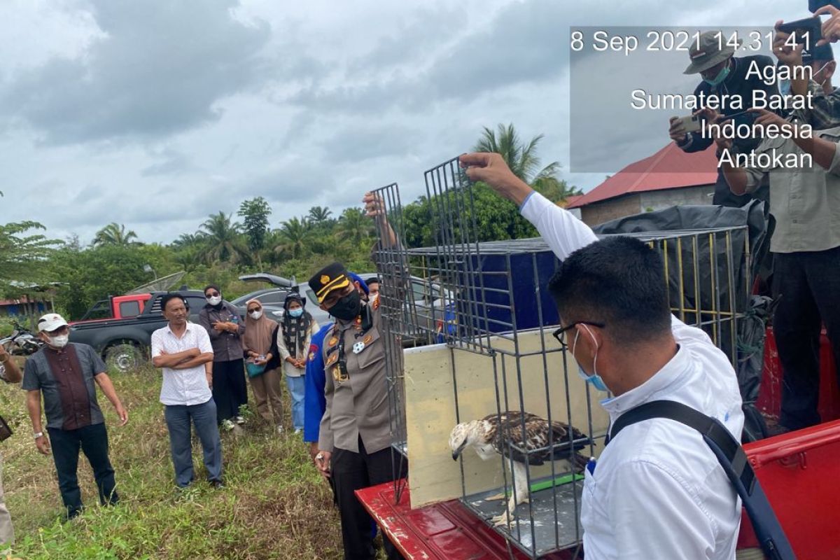 Setelah sehat dan lukanya sembuh, KSDA bersama Polres Agam lepasliar ini ke alam bebas (Video)