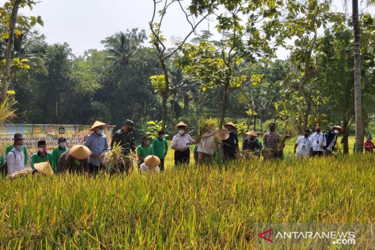 Kulon Progo evaluasi metode penghitungan produksi padi